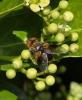 Ectophasia sp.
